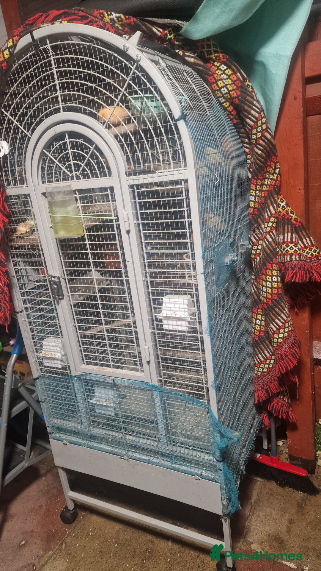 Canaries birds for sale: Canaries for sale and cage - Advert 2