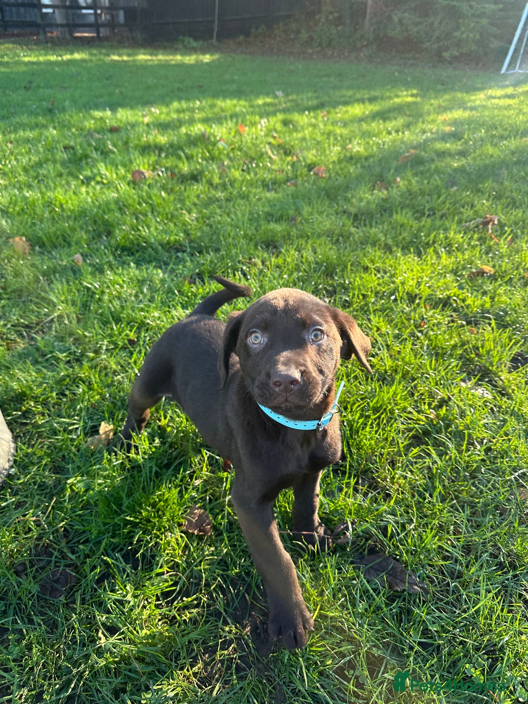 Labrador Retriever dogs for sale: Chocolate Labrador puppies  - Advert 25