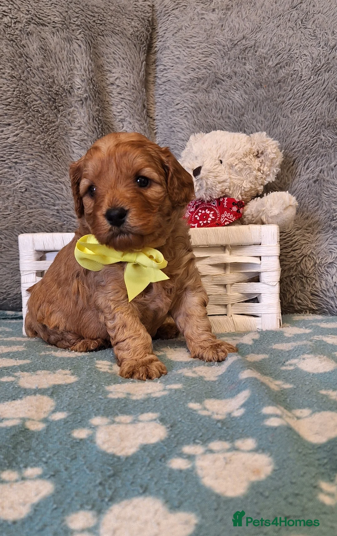 Cavapoo dogs for sale: Gorgeous health tested Cavapoo pups - Advert 5