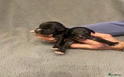 Mixed Breed dogs for sale: Beddlington whippet puppies  - Advert 15