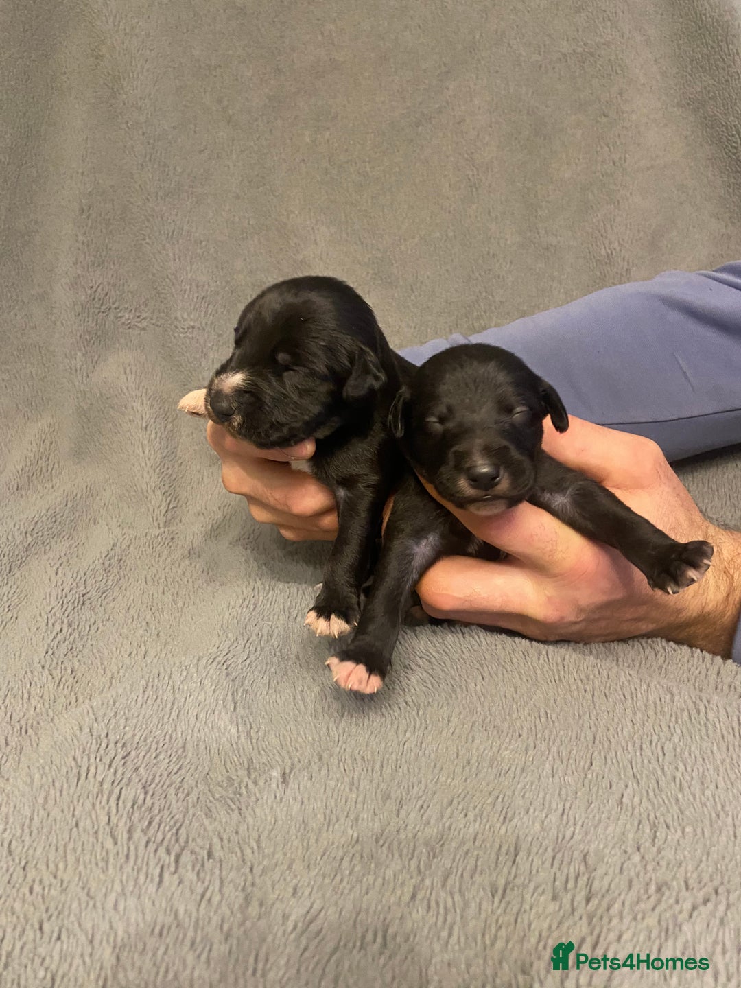 Mixed Breed dogs for sale: Beddlington whippet puppies  - Advert 15