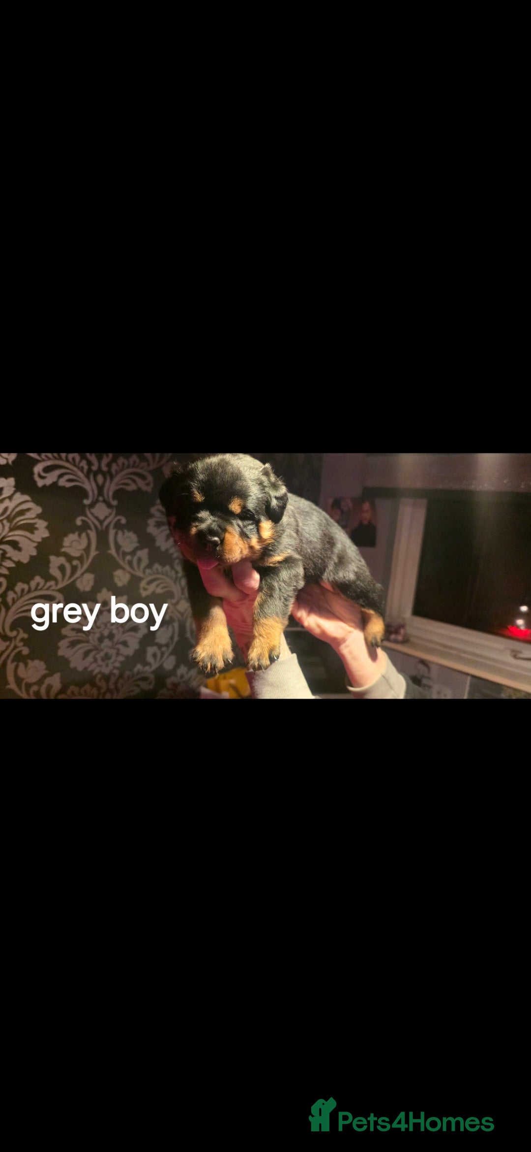 Rottweiler dogs for sale: Kc rottweiler  - Advert 24