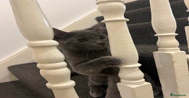 Ragdoll cats Adorable kittens ( Ragdoll cross) - Advert 5