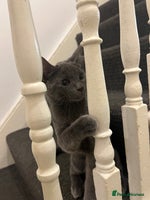 Ragdoll cats Adorable kittens ( Ragdoll cross) - Advert 1