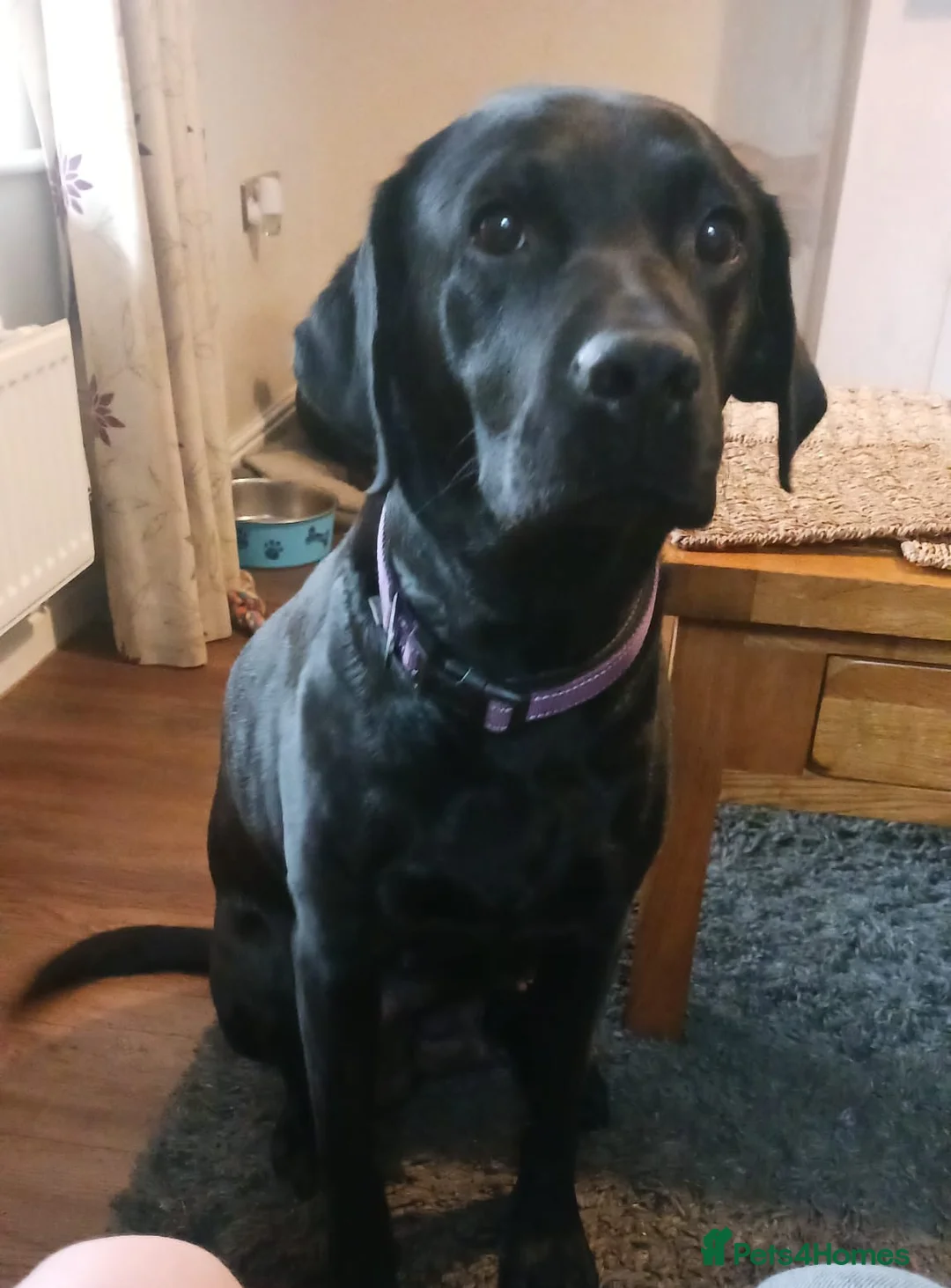 Labrador Retriever dogs for sale: Black male Labrador puppies for sale in Tadcaster - Advert 1