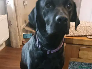 Labrador Retriever dogs Black male Labrador puppies for sale - Advert 2