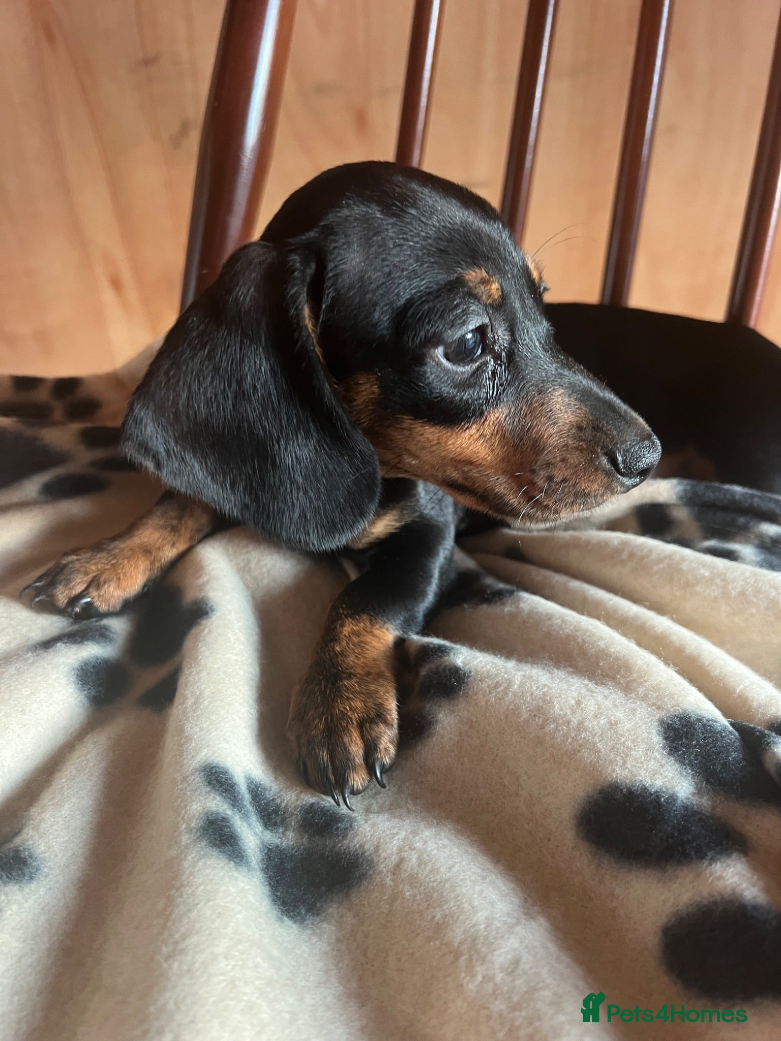 Dachshund dogs MINIATURE DACHSHUND PUPPIES  - Advert 8