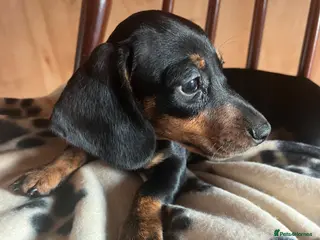 Dachshund dogs MINIATURE DACHSHUND PUPPIES - Advert 8