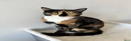Mixed Breed cats for sale: Mixed kittens - Advert 1