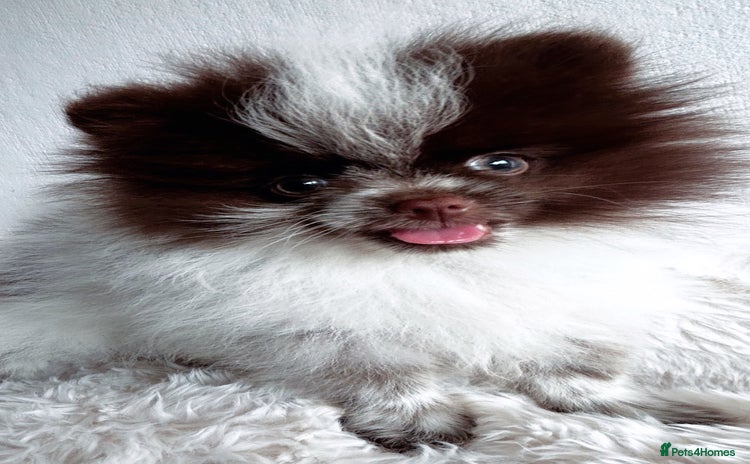 Pomeranian dogs - Advert 2