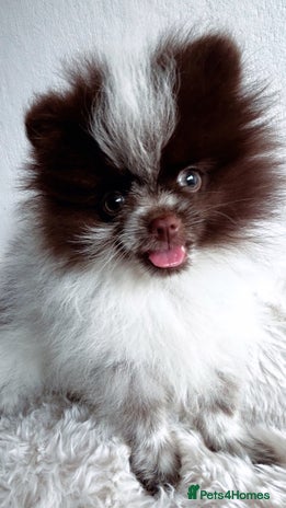 Pomeranian dogs - Advert 3