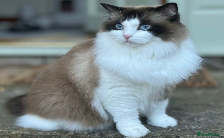 Ragdoll cats - Advert 7