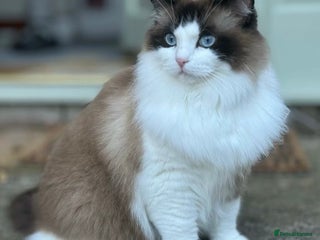 Ragdoll cats - Advert 13