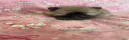 Pomeranian dogs for sale: KC reg Beautiful Teddy bear Pomeranian girls - Advert 11