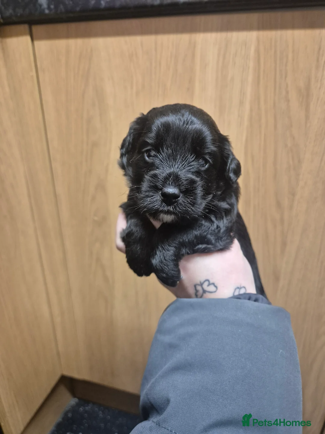 Jackapoo dogs for sale: Jackapoo boys  - Advert 7