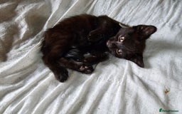 Mixed Breed cats for sale: Adorable black kittens for sale  - Image 38