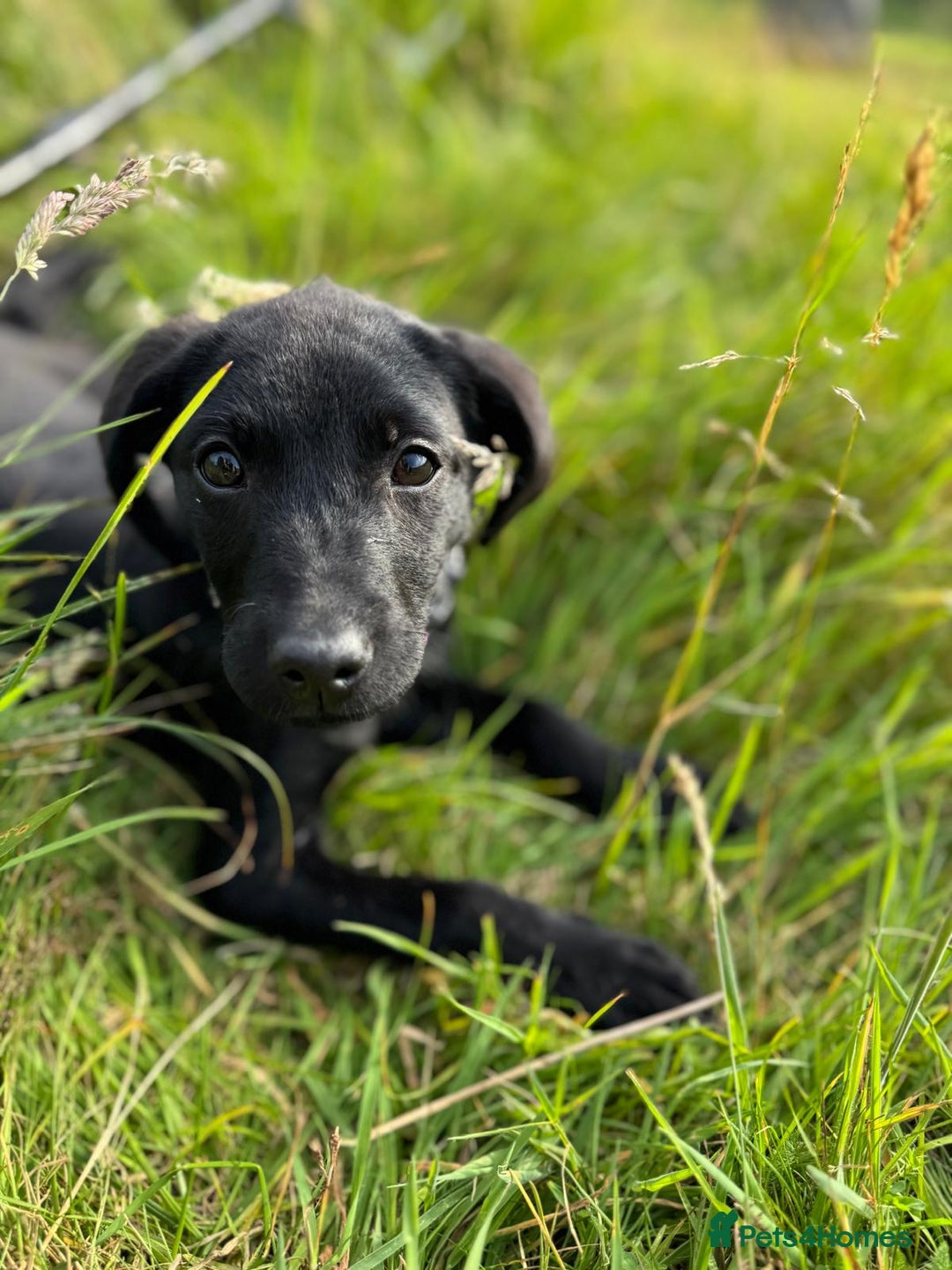 Labrador Retriever dogs for sale: Beautiful Labroador boy - Image 5