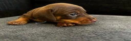 Miniature Dachshund dogs for sale: Beautiful miniature dachshund puppies 💙🩷 - Advert 11