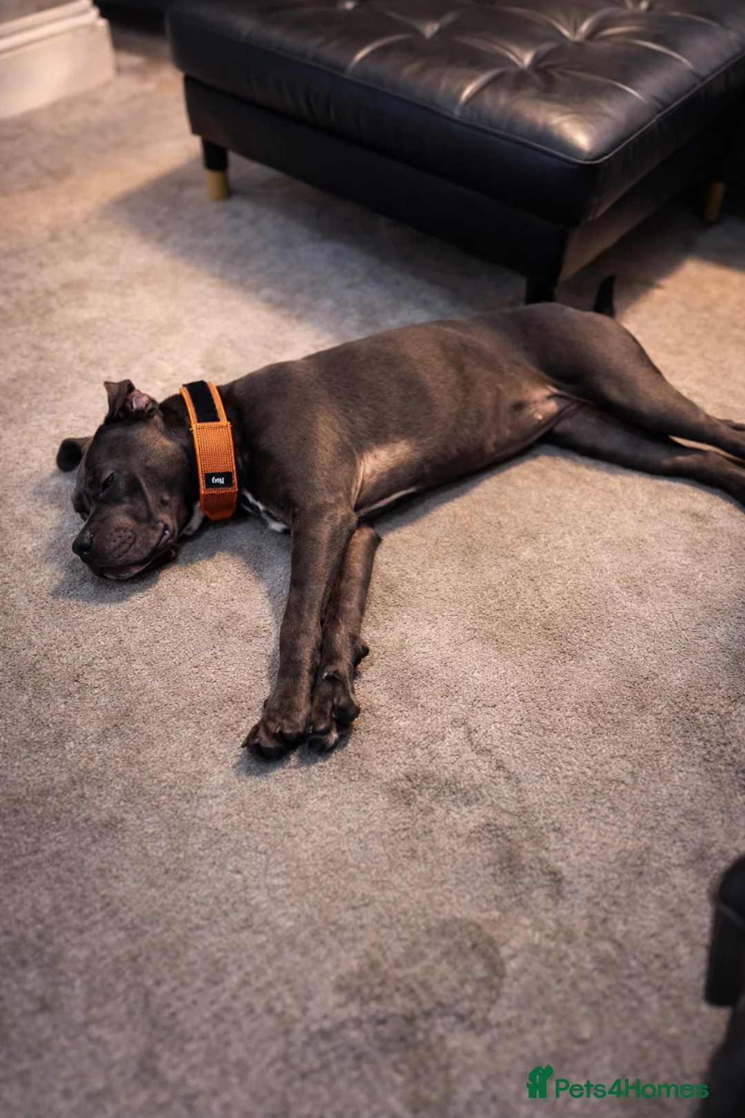 Mixed Breed dogs for sale: Cane Corso  - Advert 3