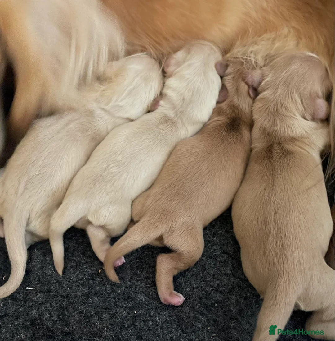 Miniature Dachshund dogs for sale: CREAM LONGHAIRED MINIATURE DACHSHUNDS - Advert 1