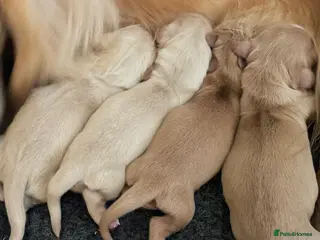 Miniature Dachshund dogs CREAM LONGHAIRED MINIATURE DACHSHUNDS - Advert 1