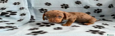 Miniature Dachshund Puppy 2