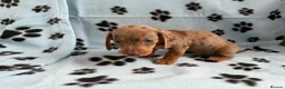 Miniature Dachshund dogs for sale: Lovely mini-dachshunds puppies for sale - Advert 5