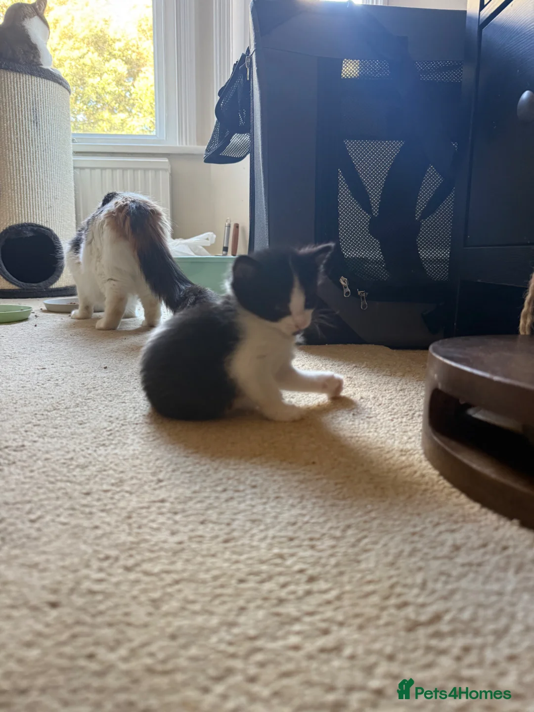 Mixed Breed cats for sale: Mixed kitten Black and white Female - Advert 2