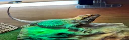 Bearded Dragon reptiles for sale: Healthy Bearded Dragon + Full Vivarium Setup  in Livingston - Advert 4