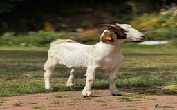 Goats livestock for sale: Pedigree Registered Female Boer Goats  - Image 3