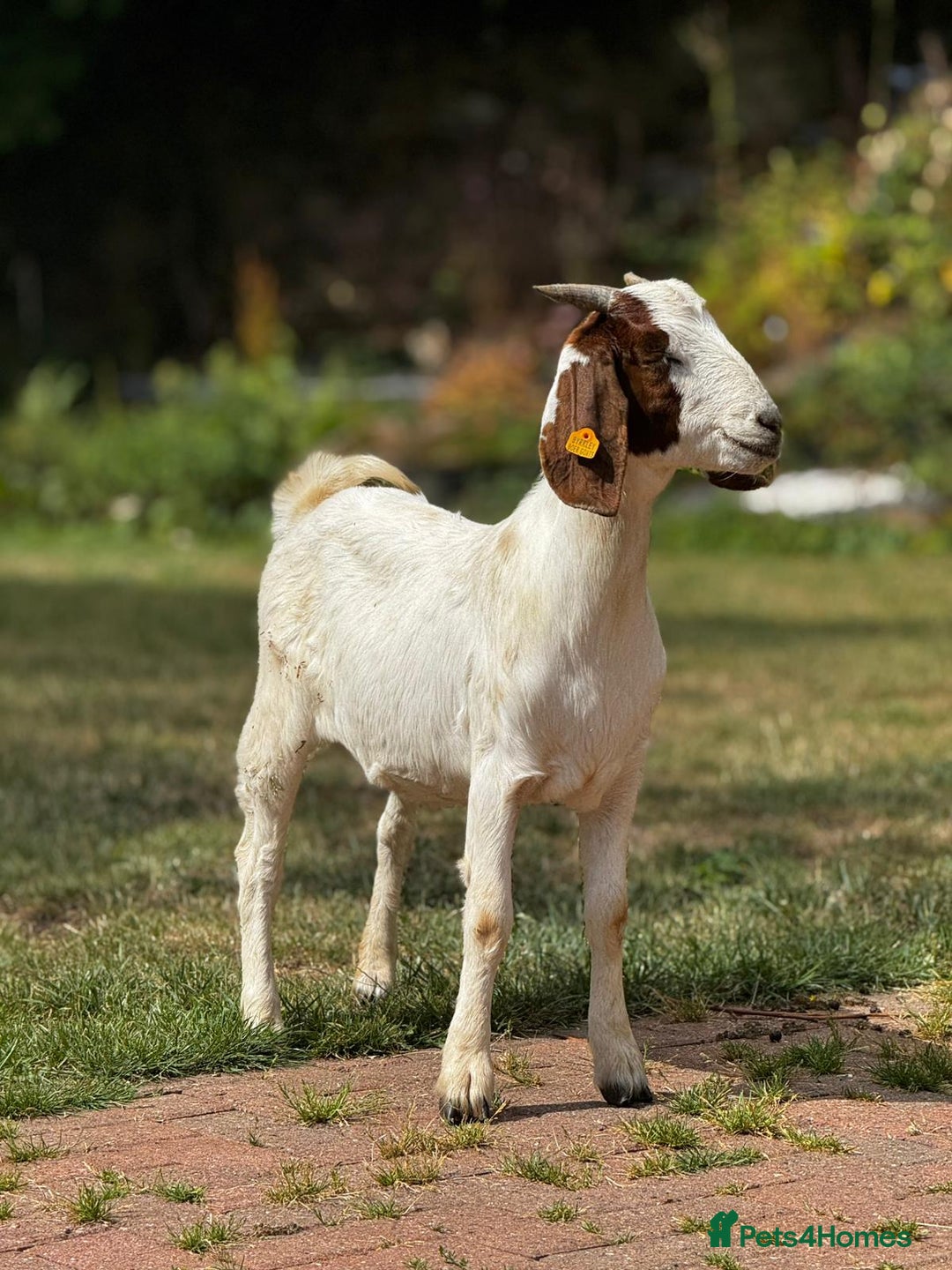 Goats livestock for sale: Pedigree Registered Female Boer Goats  - Image 3