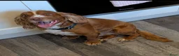 Cocker Spaniel dogs for stud: Bright handsome clever and loyal - Advert 4