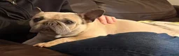 French Bulldog dogs for sale: Female french bulldog  - Advert 3
