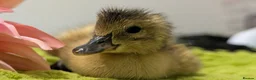 Ducks poultry for sale: Our gorgeous little ducklings have arrived! 🥰🐣 - Advert 6