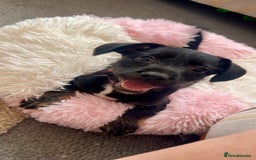 Mixed Breed dogs for sale: Female Frenchie X Miniature Poodle Puppy - Image 1