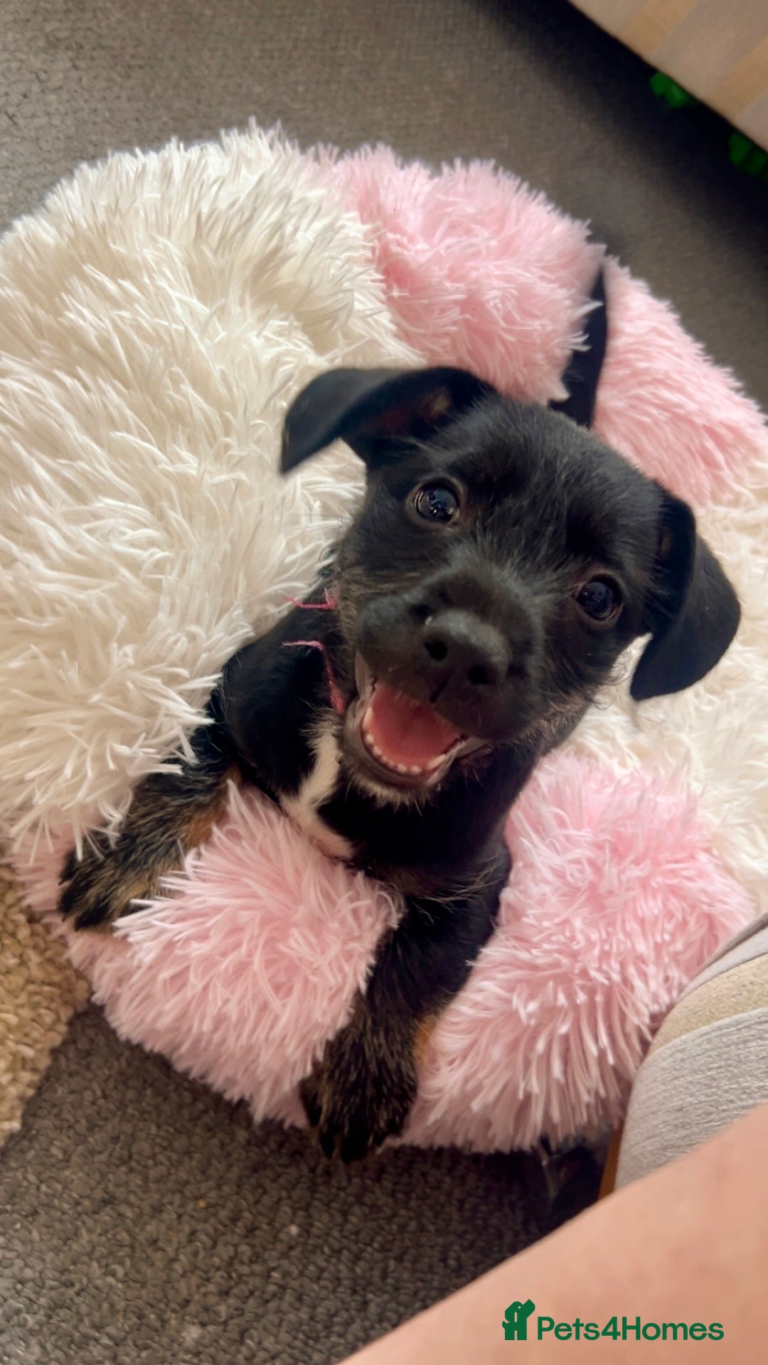 Mixed Breed dogs for sale: Female Frenchie X Miniature Poodle Puppy - Image 1