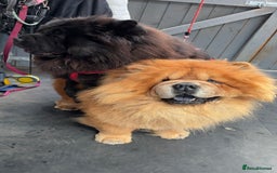 Chow Chow dogs for sale: 🐾Adorable Pedigree Chow Chow Puppies paw - Image 30