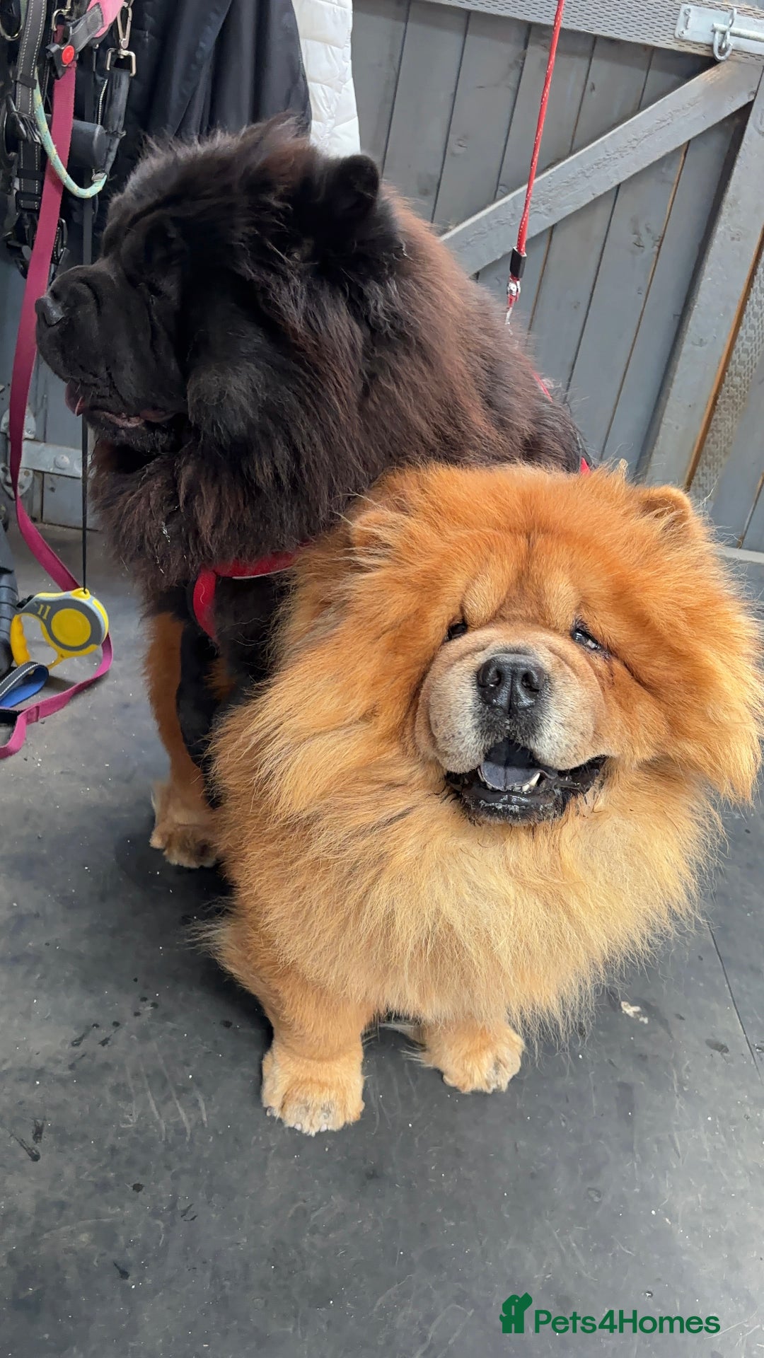 Chow Chow dogs for sale: 🐾Adorable Pedigree Chow Chow Puppies paw - Image 30