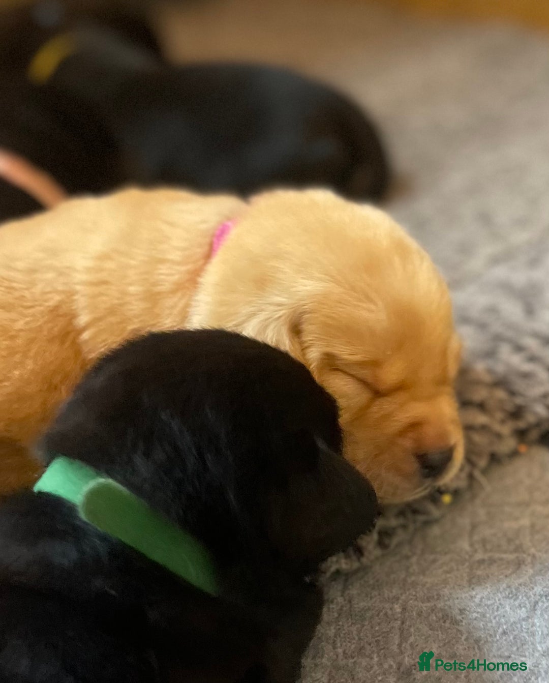 Labrador Retriever dogs for sale: Beautiful Lab Puppies! - Image 6
