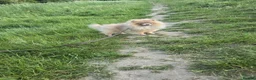Pomeranian dogs for sale: KC Young Adult Male and Female six mo - Advert 7