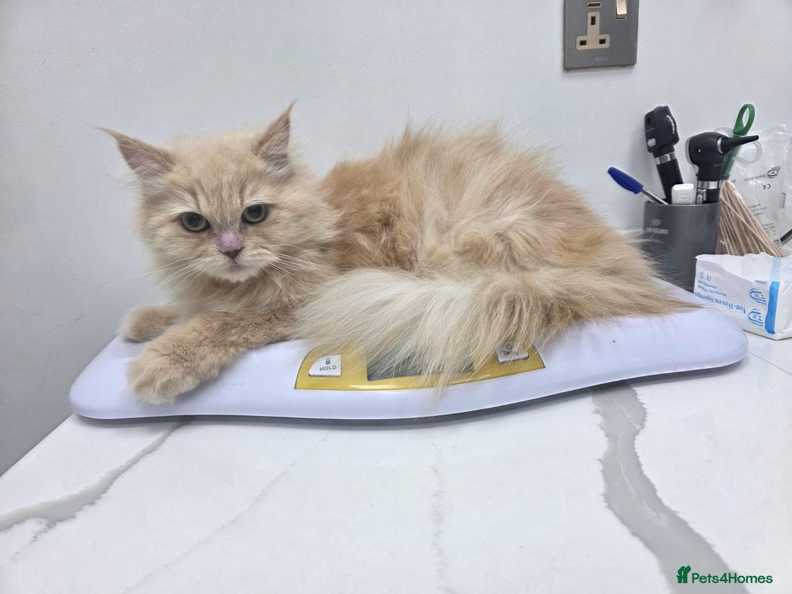 Mixed Breed cats Lovely Lina - Advert 1