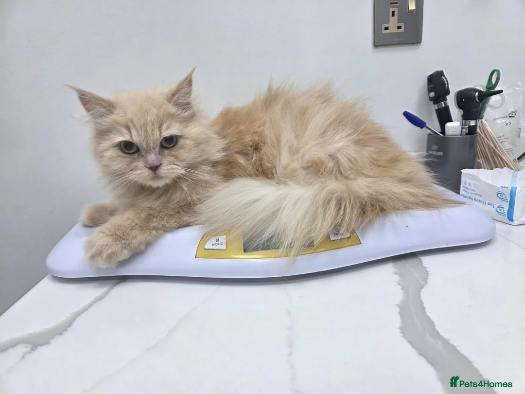 Mixed Breed cats for adoption: Lovely Lina - Advert 1