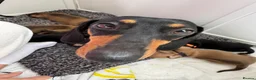 Miniature Dachshund dogs for sale: Beautiful Miniature Dachshund Puppies - Advert 18
