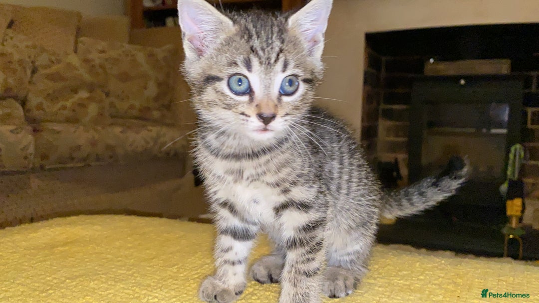 Bengal cats for sale: 🐾 BeautifulBengal Cat for Sale — Meet Cricket 🐾 - Image 7