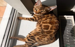 Bengal cats for sale: Salvador - bengal cat - Image 3