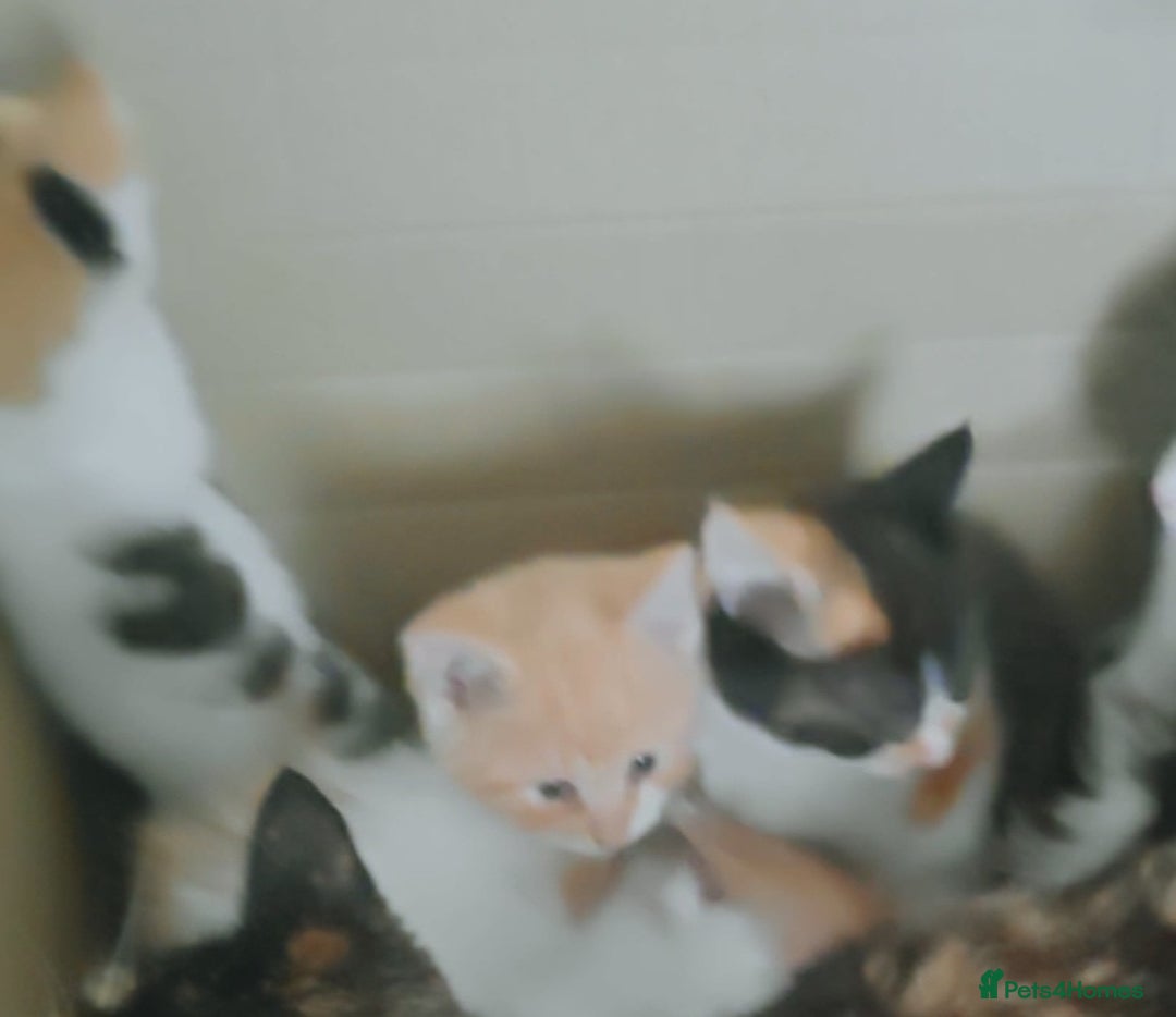 Mixed Breed cats for sale: 6 healthy playful little kittens, ready to go. - Advert 3