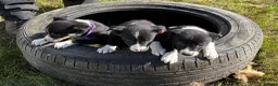 Border Collie dogs for sale: Border Collie Pups - Farm reared from working dogs - Advert 21