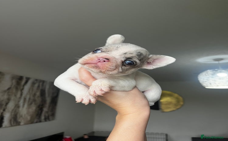 French Bulldog dogs - Advert 12