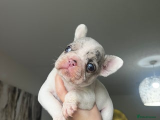 French Bulldog dogs - Advert 25