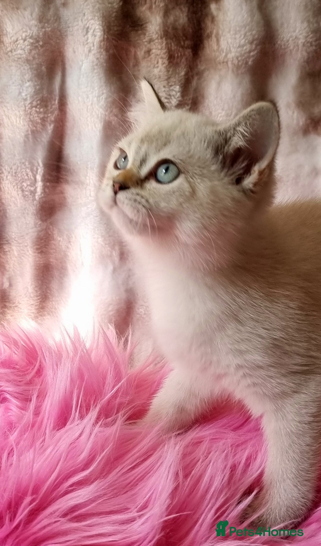 British Shorthair cats for sale: GOLDEN & COLOURPOINT BSH KITTENS, READY TO GO! - Image 12